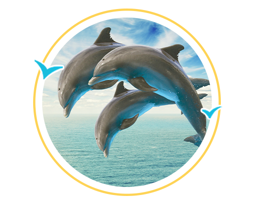 dolphins jumping